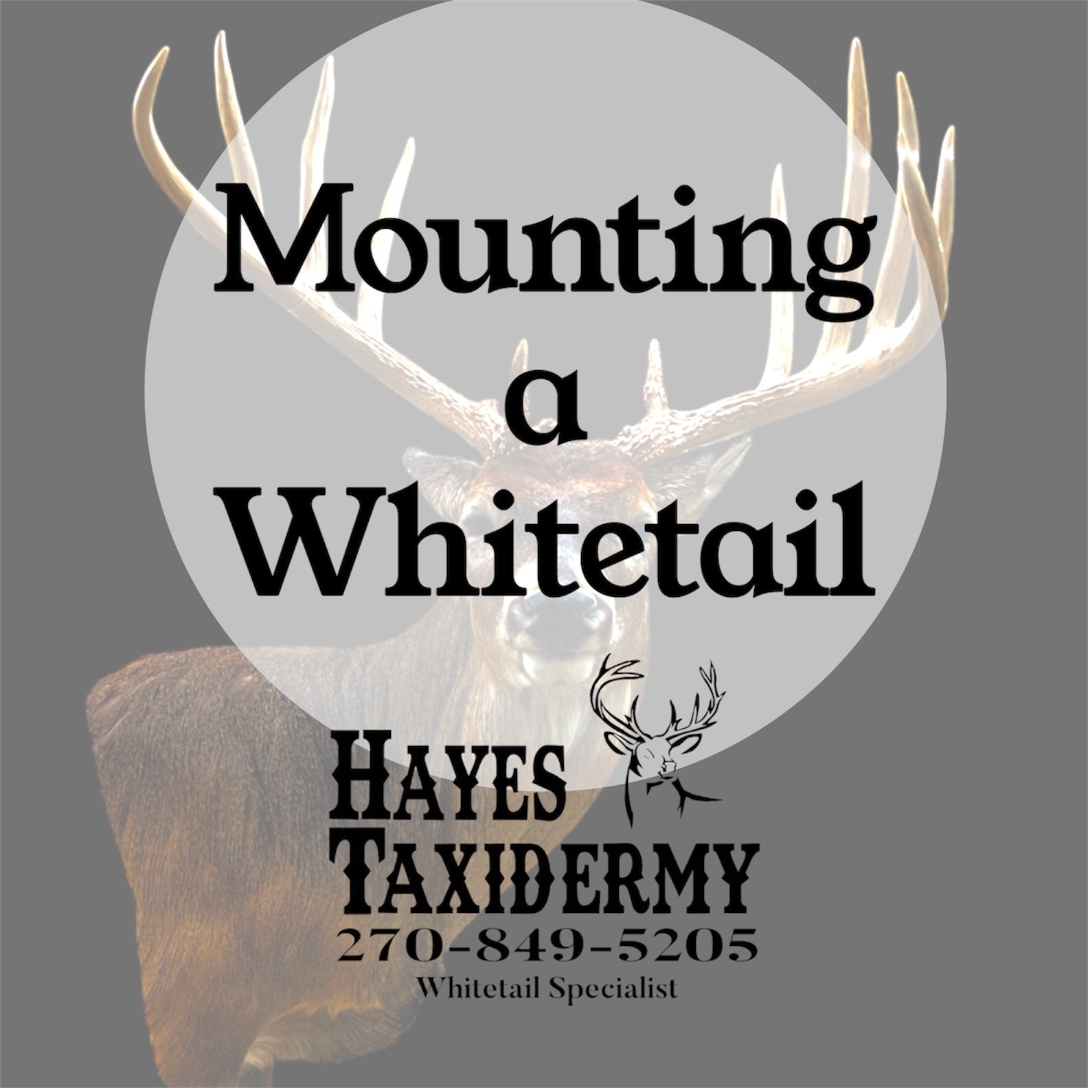 Mounting a Whitetail