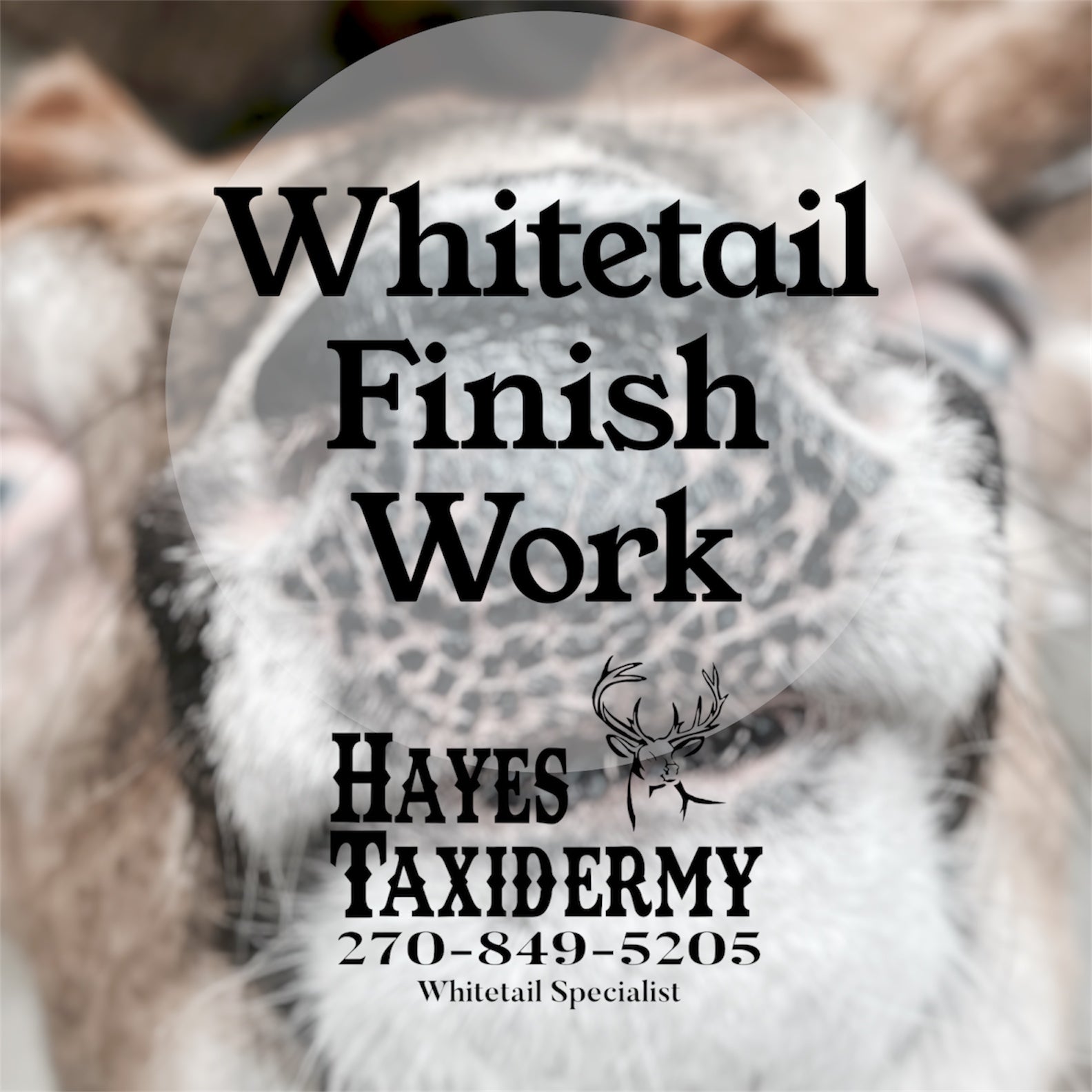 Whitetail Finish Work