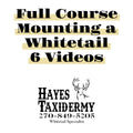Full Course of Mounting a Whitetail